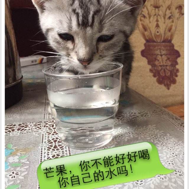 卡尔斯鲁厄工程与经济学院学士证书